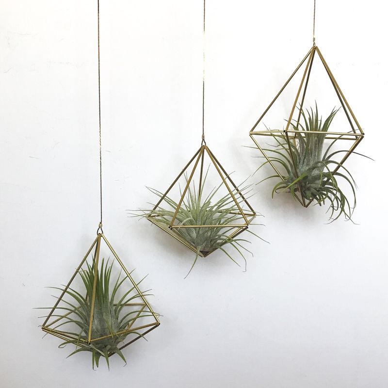 Geometric Plant Holders