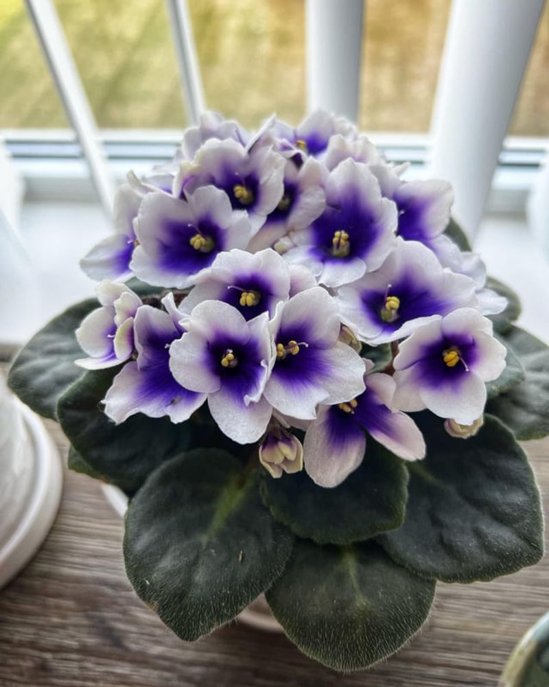 African Violet