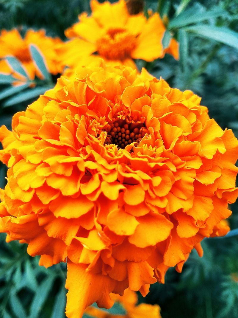 Marigold