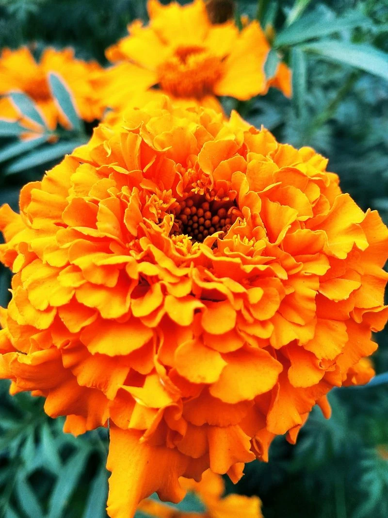 Marigold