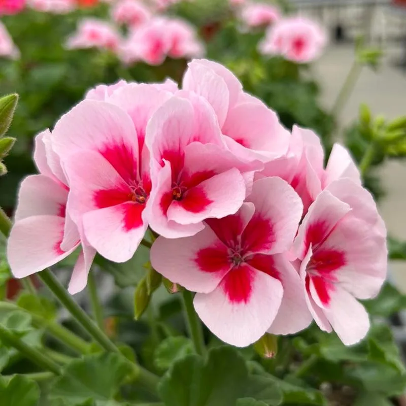 Geranium