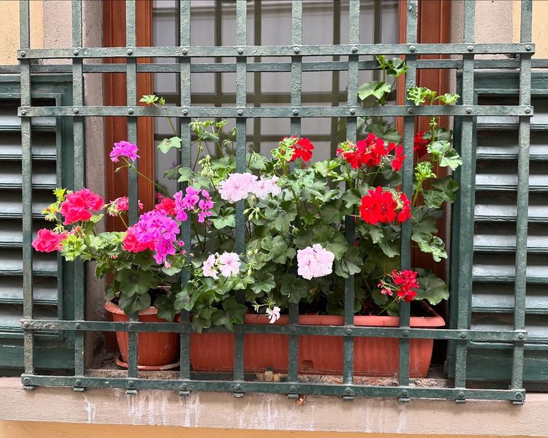 Geranium