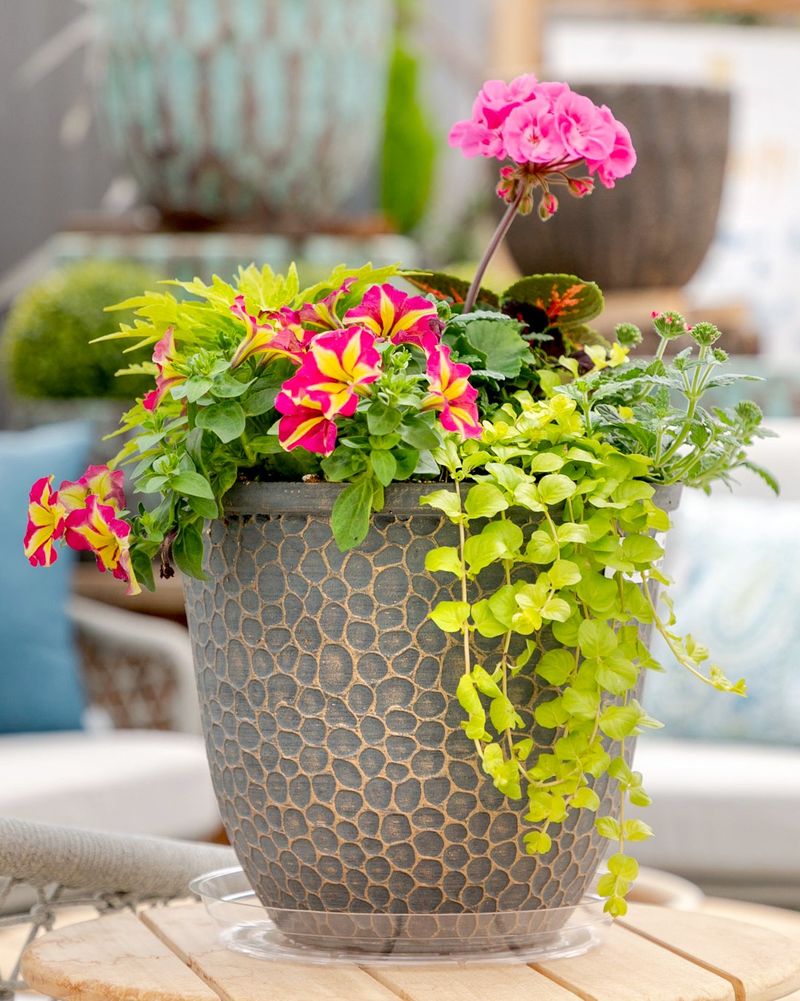Geranium