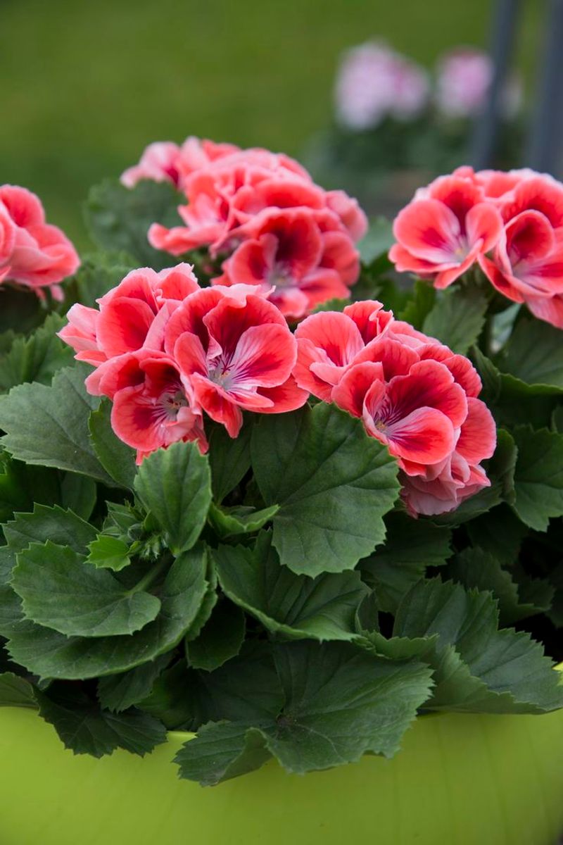 Geranium