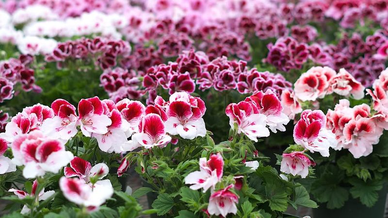 Geranium