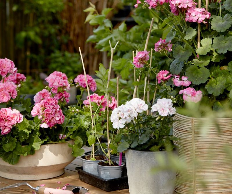 Geranium