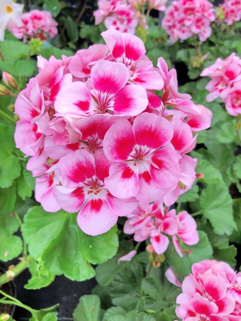 Geranium
