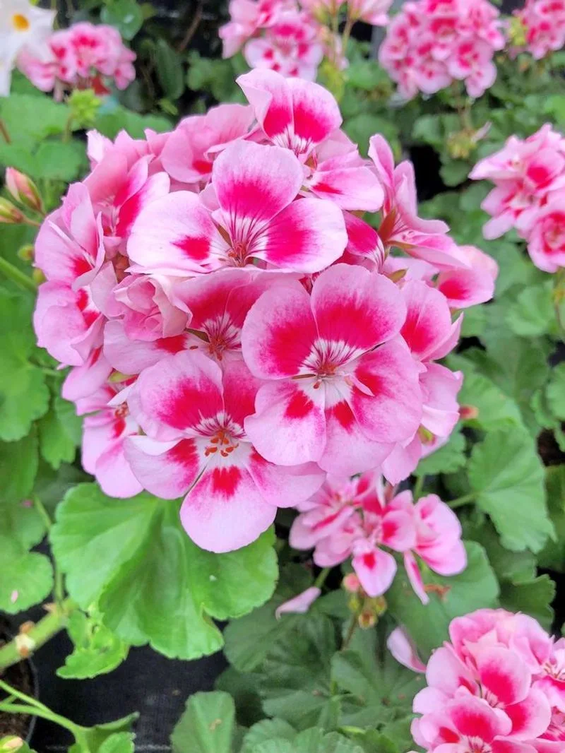 Geranium