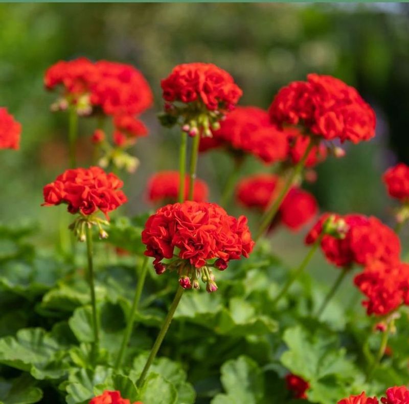 Geranium