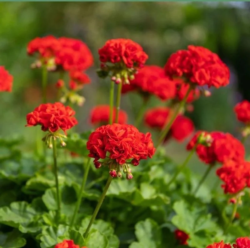 Geranium