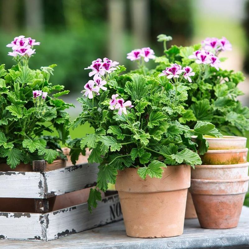 Geranium