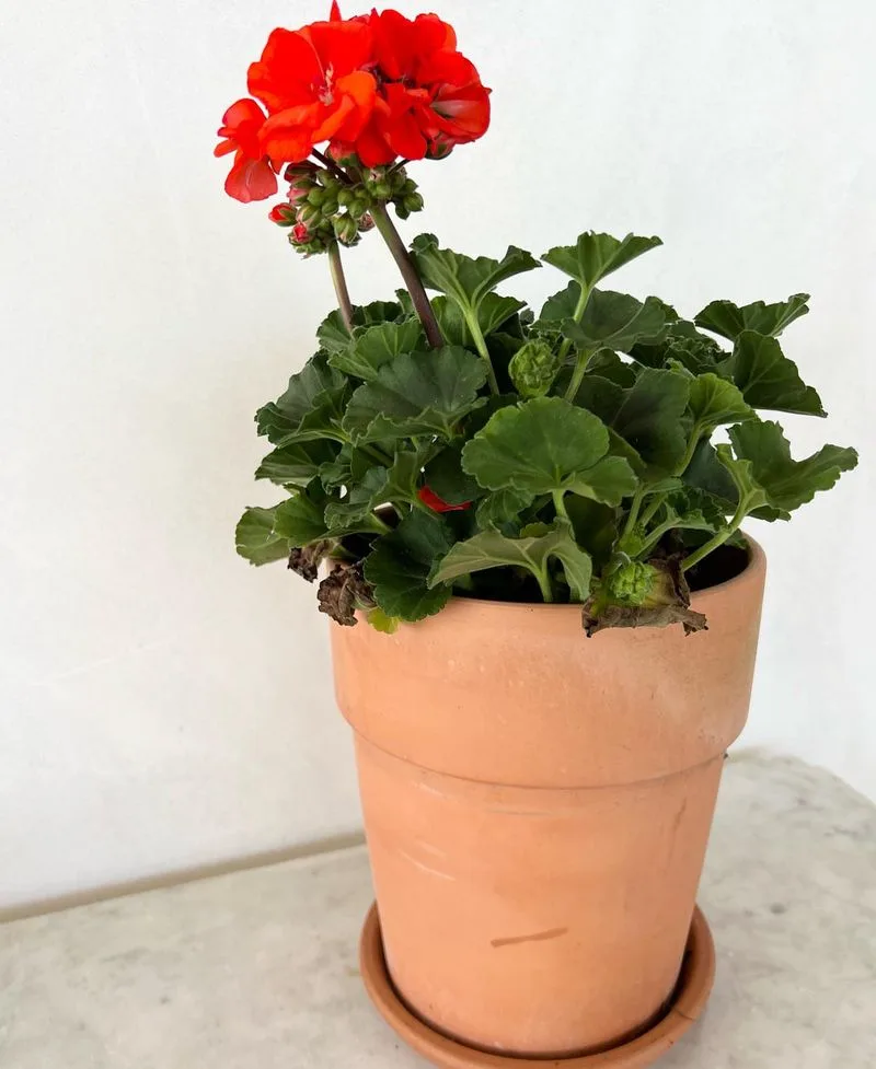 Geranium