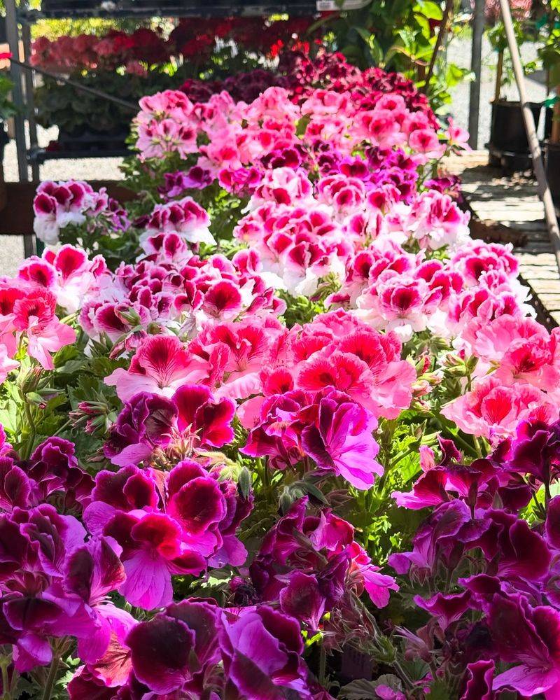 Geranium
