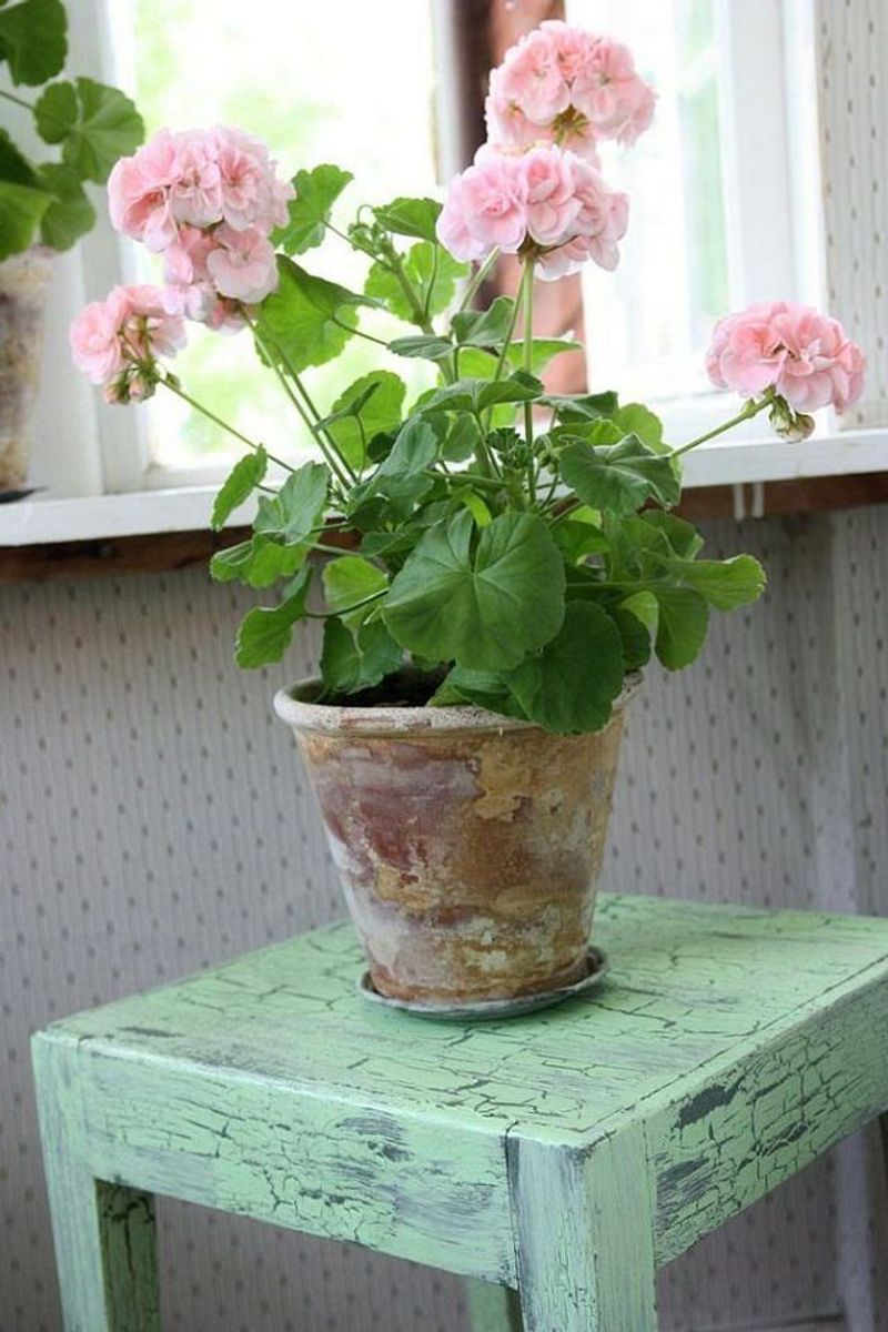 Geranium