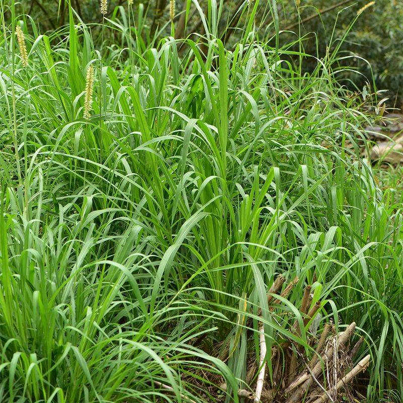 Napier Grass