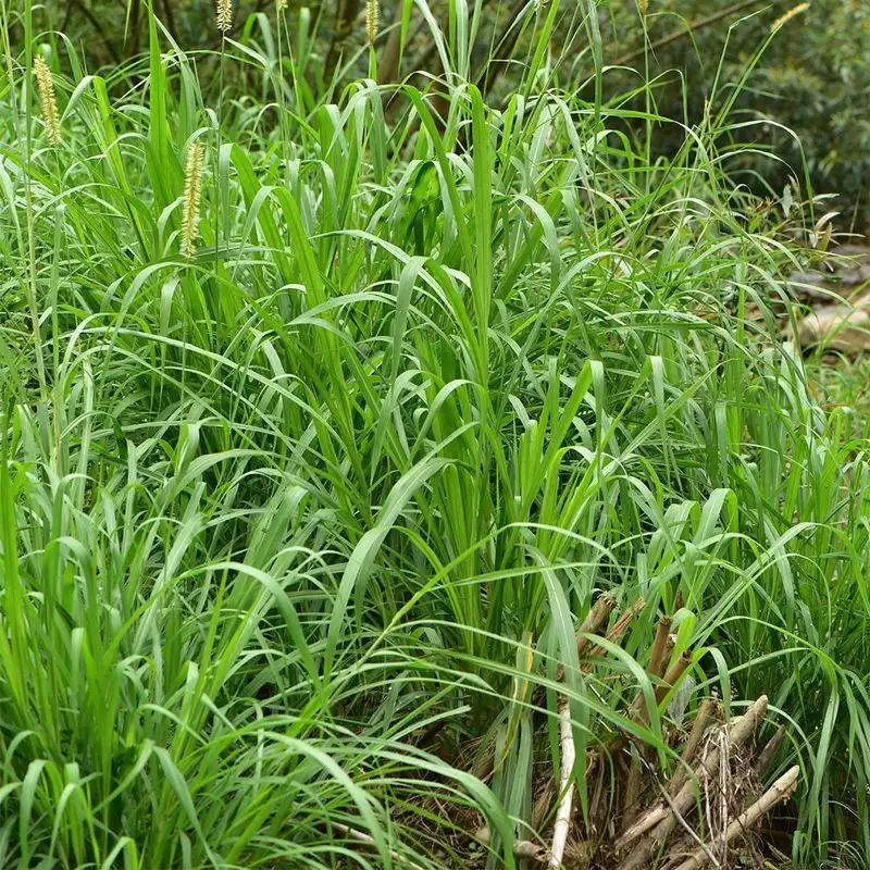 Napier Grass
