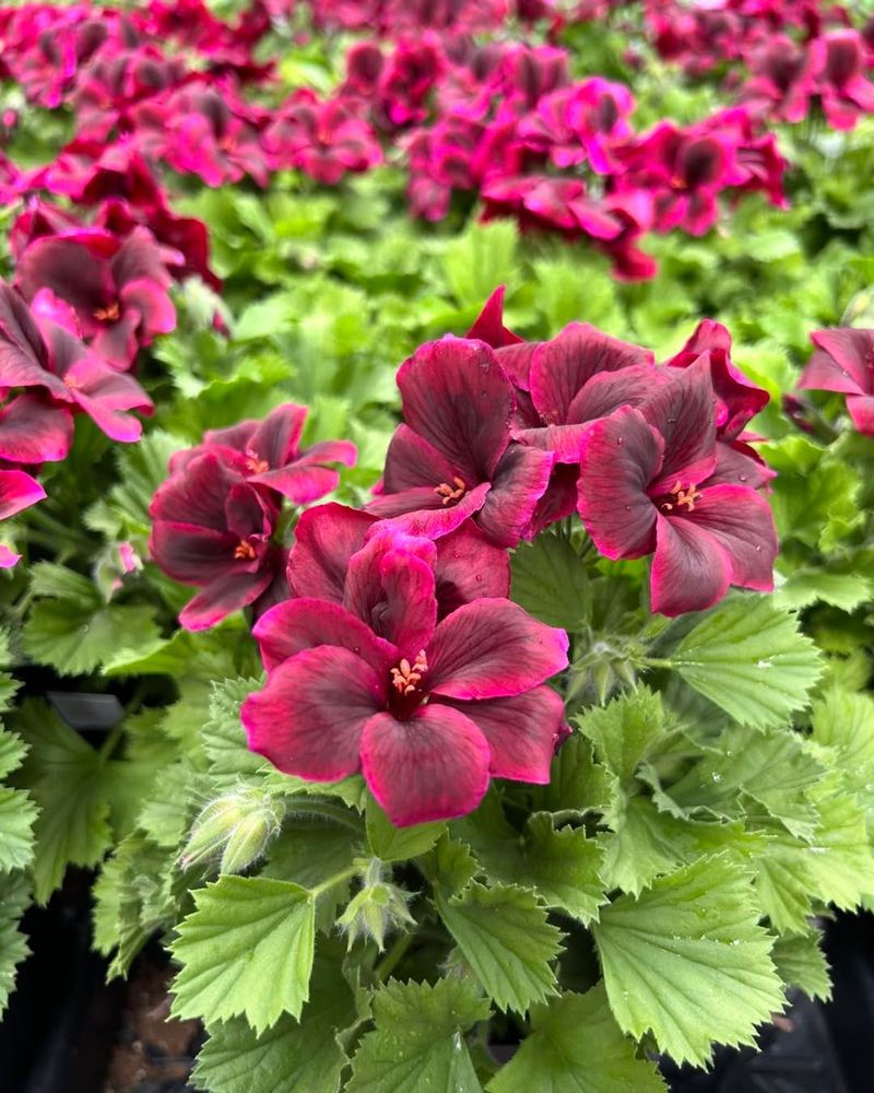 Geranium