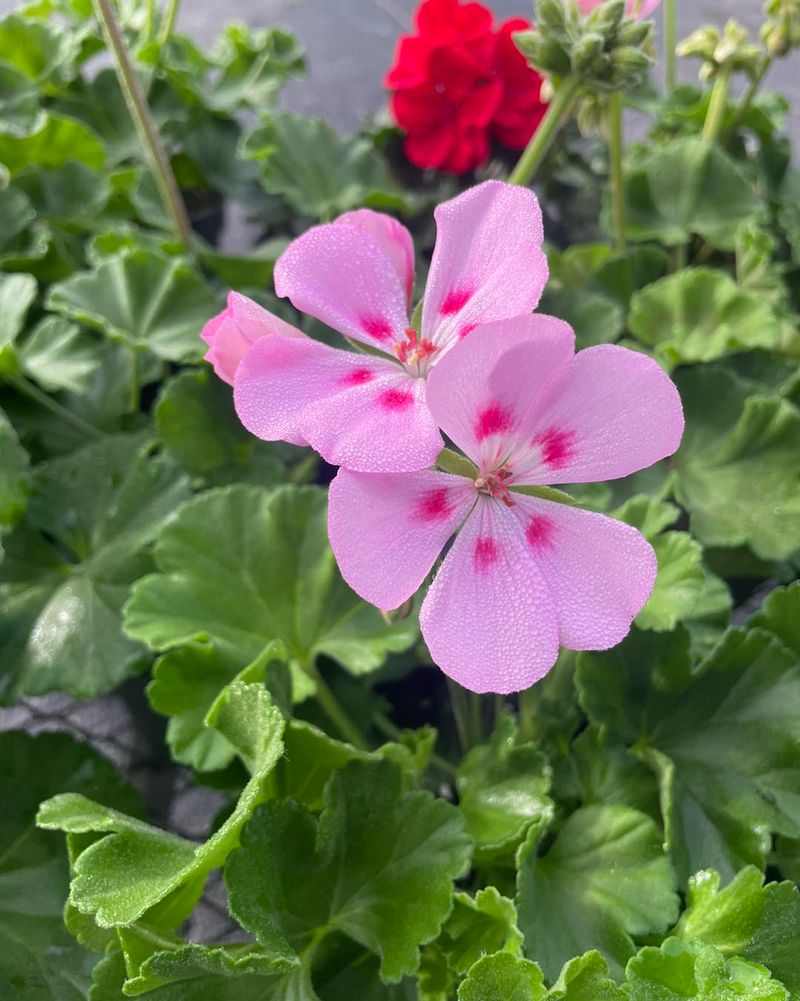 Geraniums