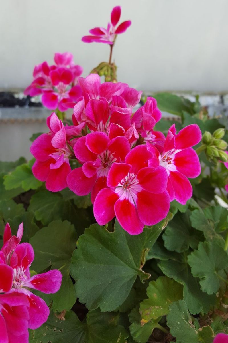 Geraniums