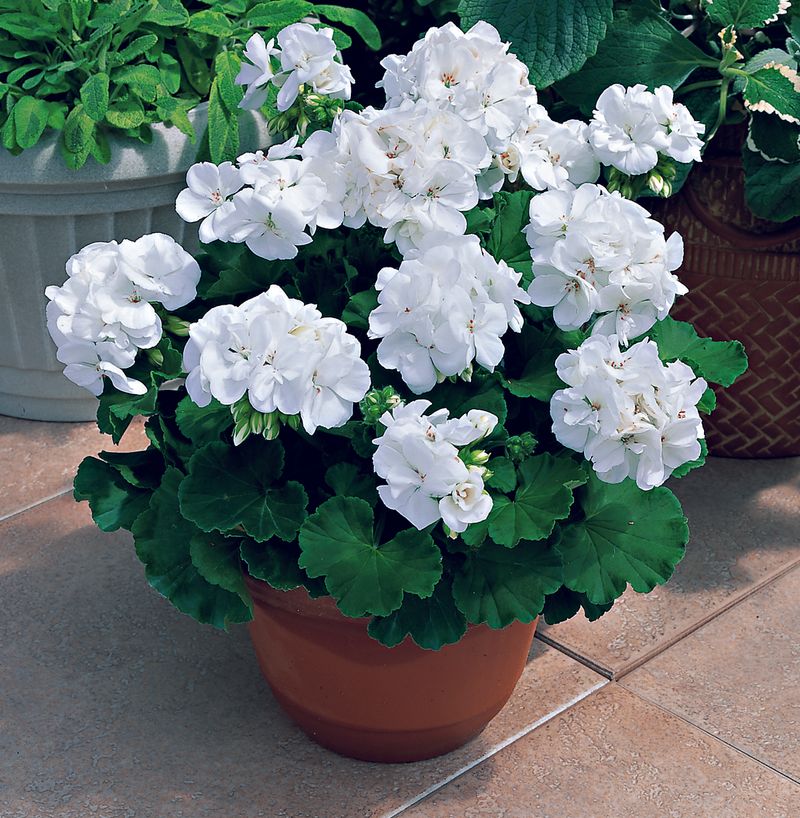 Geraniums