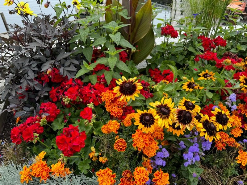 Geraniums and Marigolds