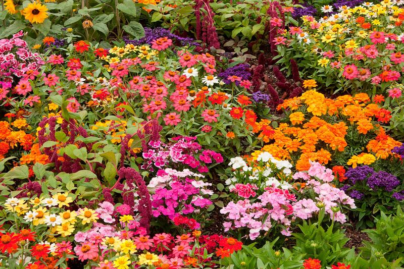 Geraniums and Marigolds