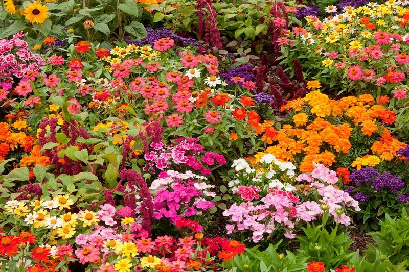 Geraniums and Marigolds