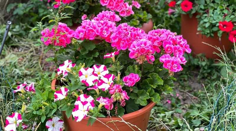 Geraniums and Petunias