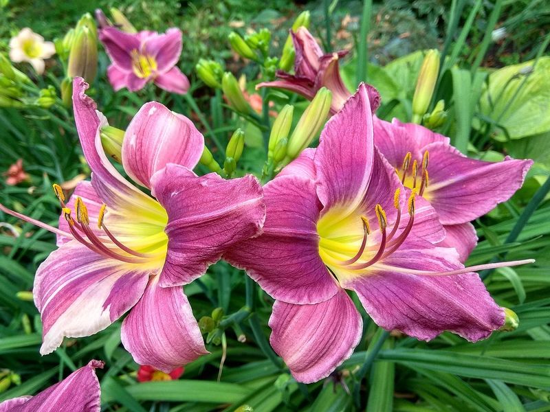 Daylilies