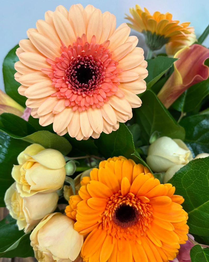 Gerbera Daisy