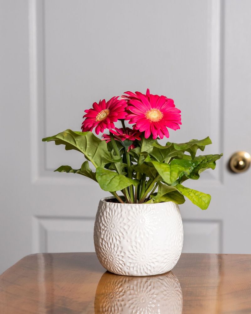 Gerbera Daisy