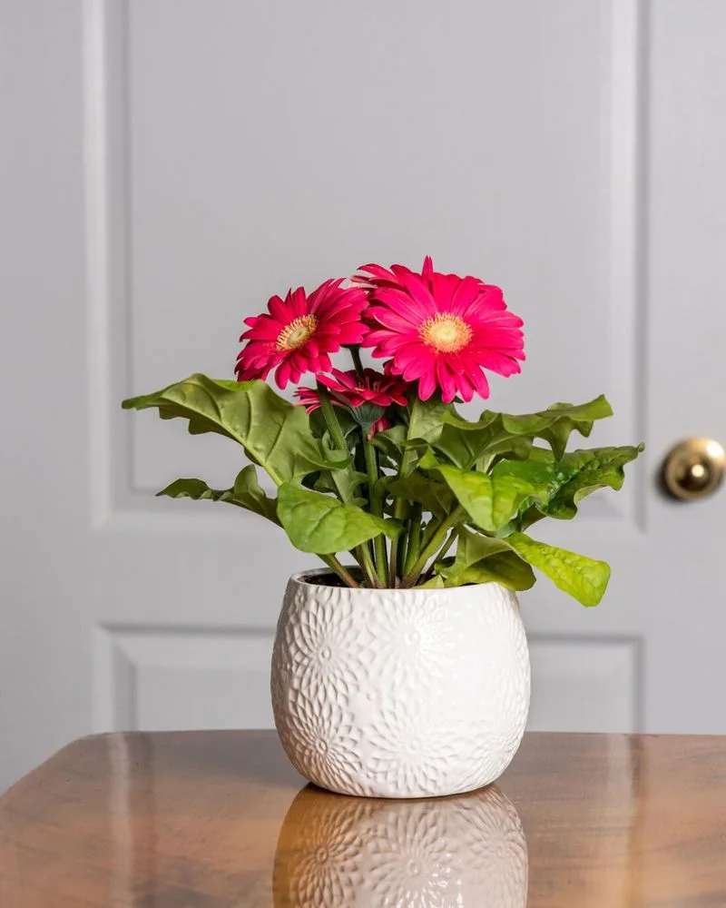 Gerbera Daisy