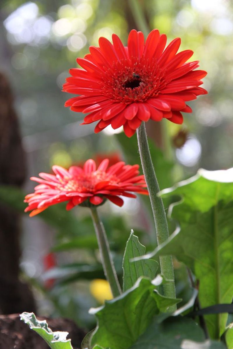 Gerbera Daisy