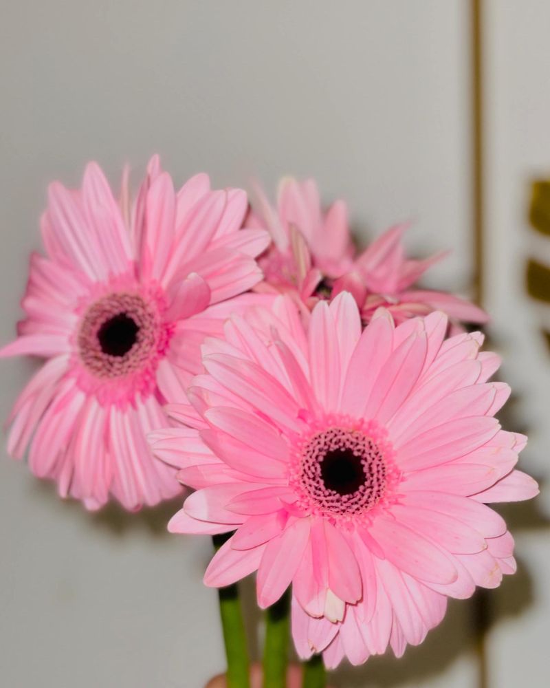 Gerbera Daisy