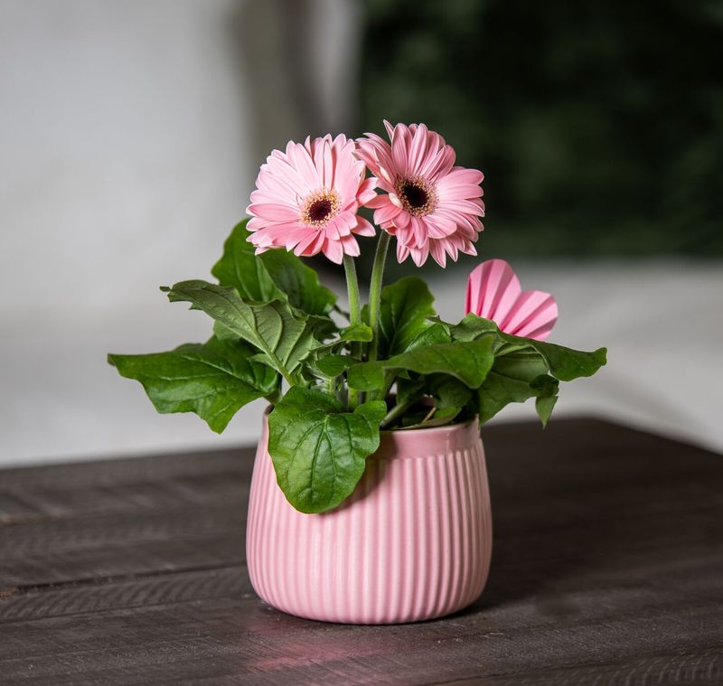 Gerbera Daisy