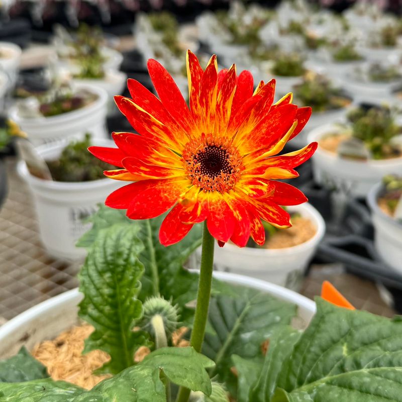 Gerbera Daisy