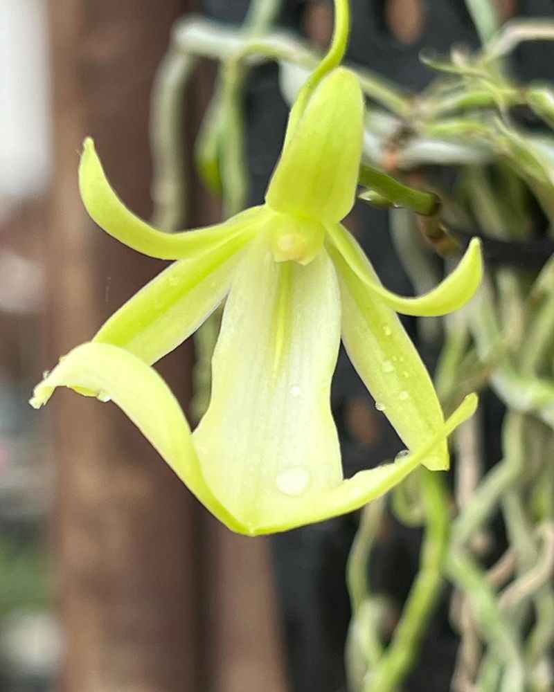 Ghost Orchid