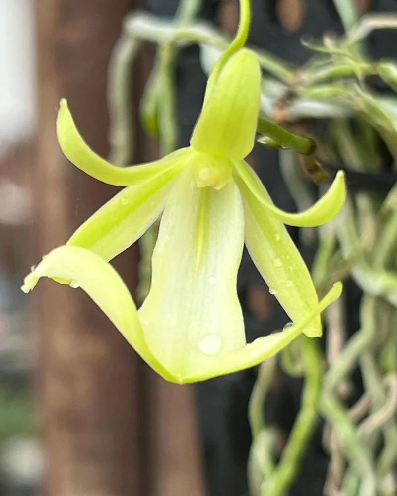 Ghost Orchid