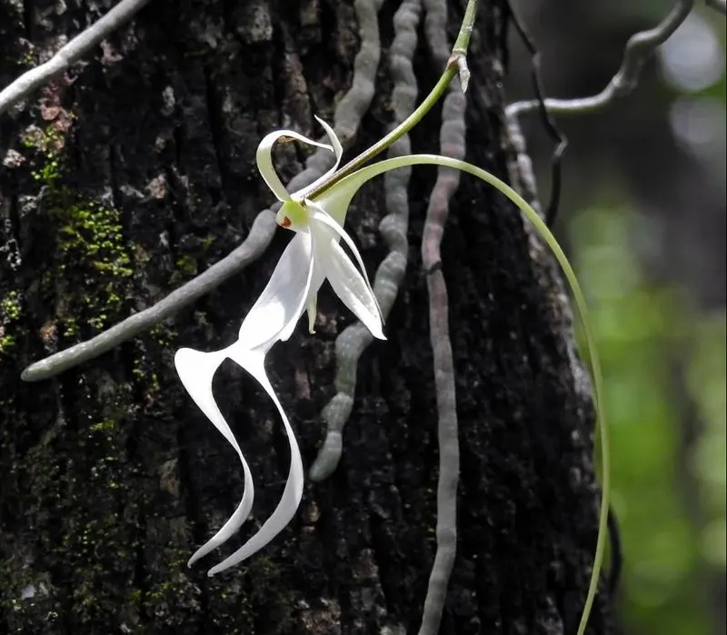 Ghost Orchid