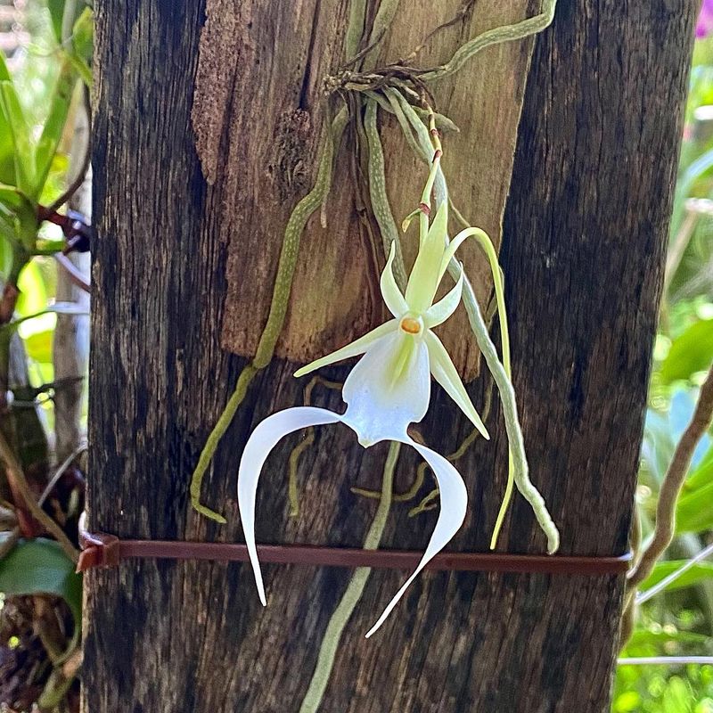 Ghost Orchid’s Elusiveness