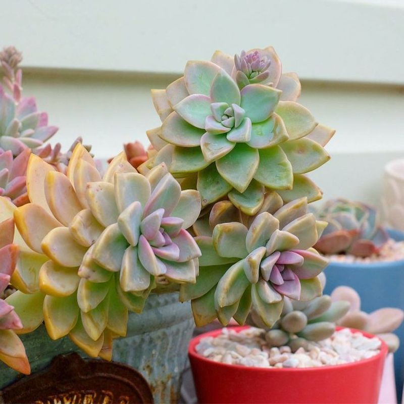 Ghost Plant