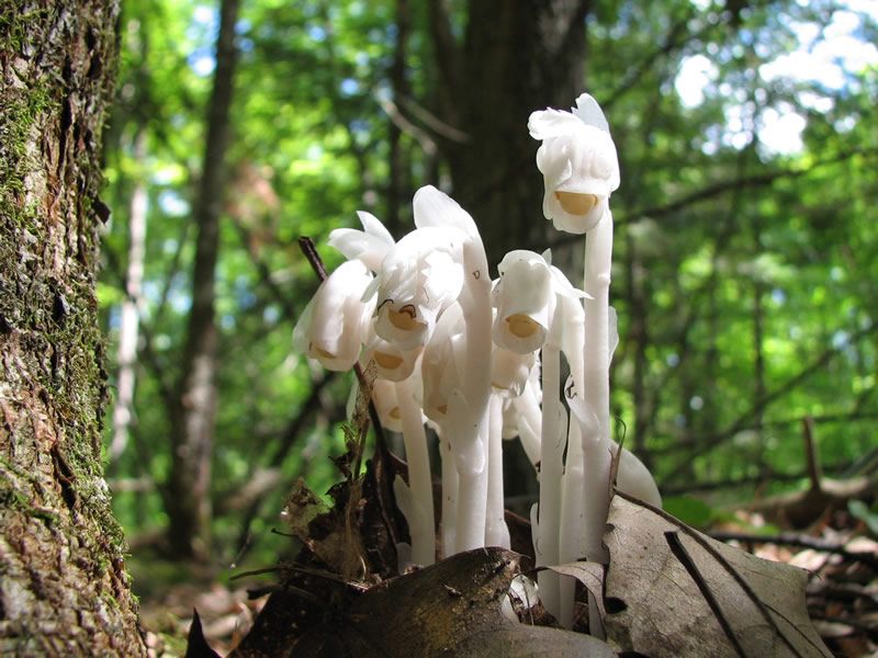Ghost Plant