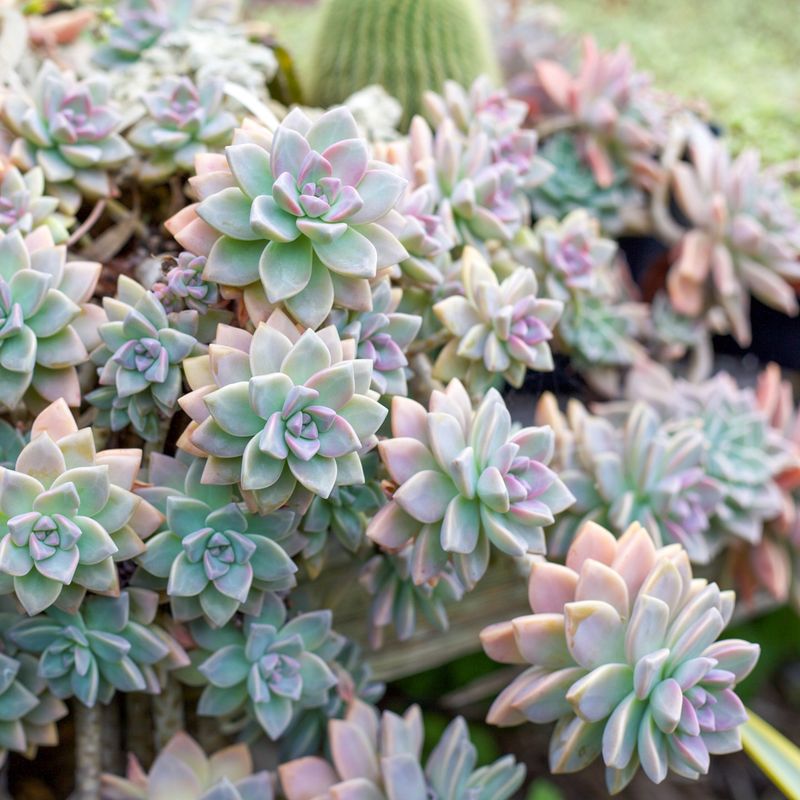 Ghost Plant