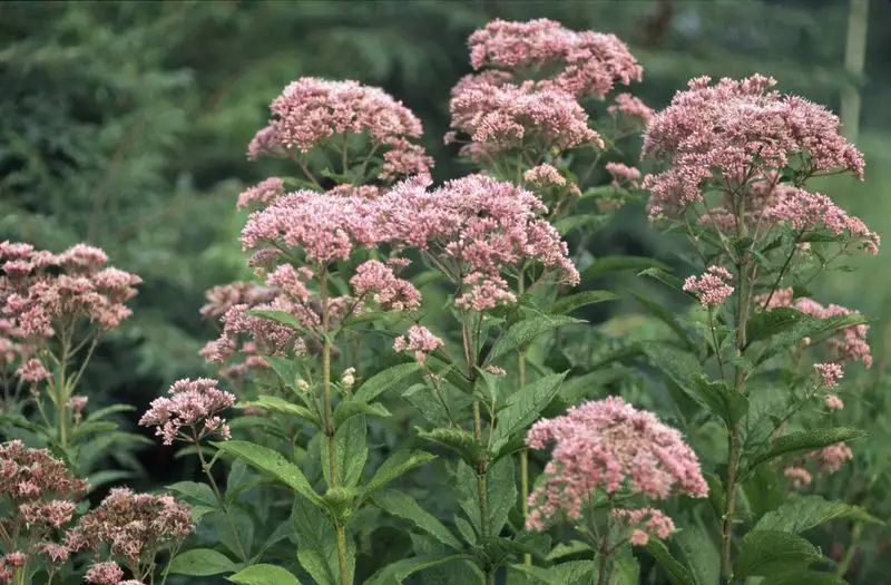 Joe Pye Weed