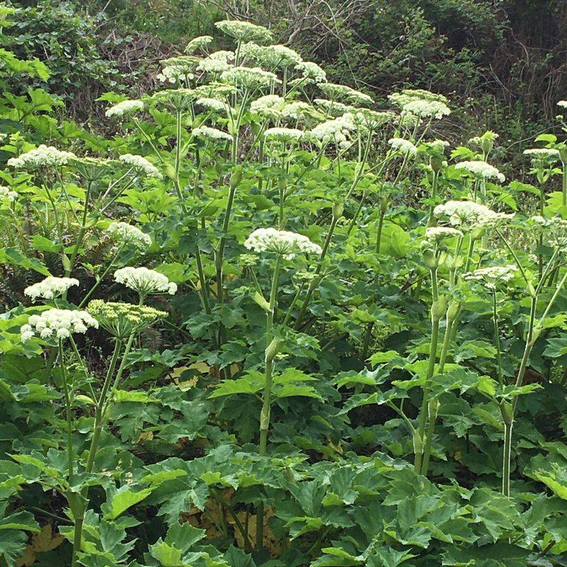 Cow Parsnip (Alternative)