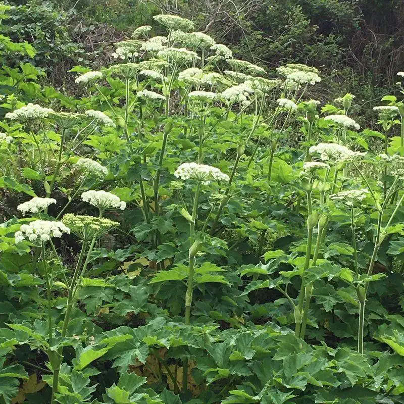 Cow Parsnip (Alternative)