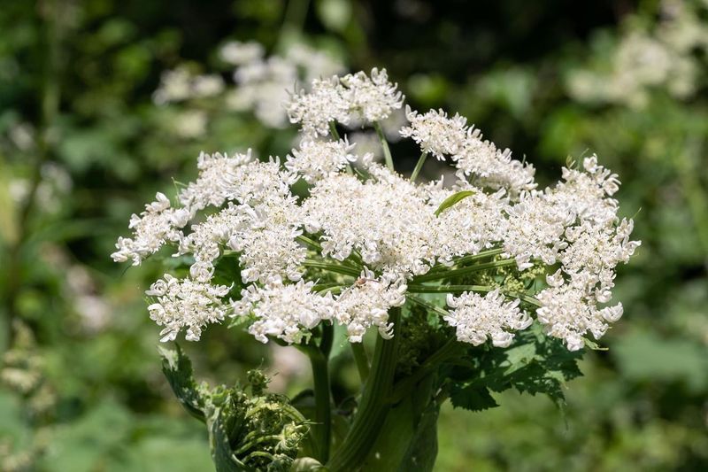 Giant Hogweed