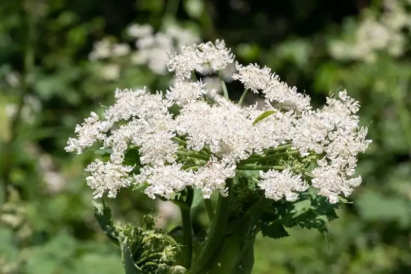 Giant Hogweed