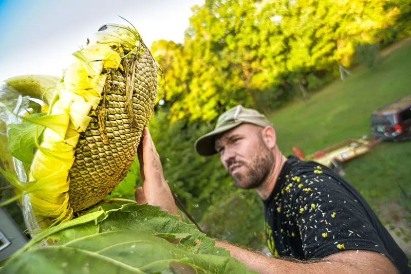 Giant Sunflowers Break Records