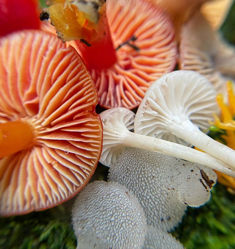 Gills: Nature's Storytellers